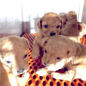MaltiPoo puppies